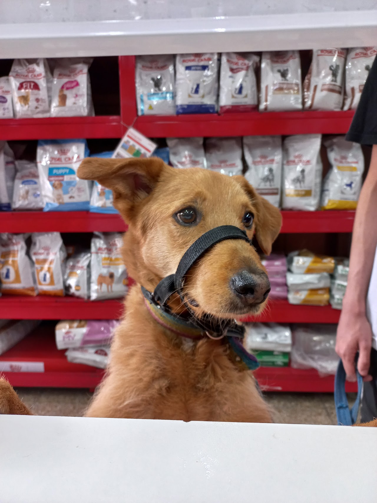 Fachada comercial moderna de Bummer Veterinaria sobre Av. Corrientes 5519
